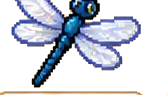 Libellula
