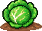 Cavolo