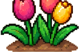 Tulipano